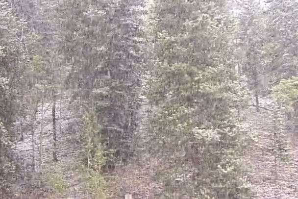 Nieve cae en el bosque de invierno — Vídeo de stock