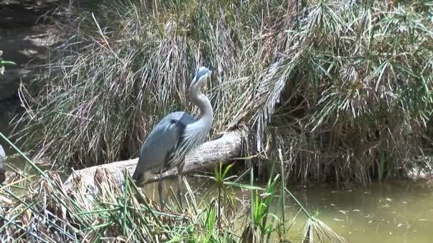 Blue Heron sentado na costa do rio — Vídeo de Stock