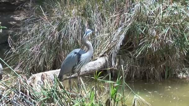 Blue Heron sitting on river coast — Stock Video