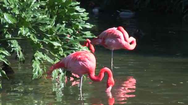 Flamingos drinking water in pond — Stock Video