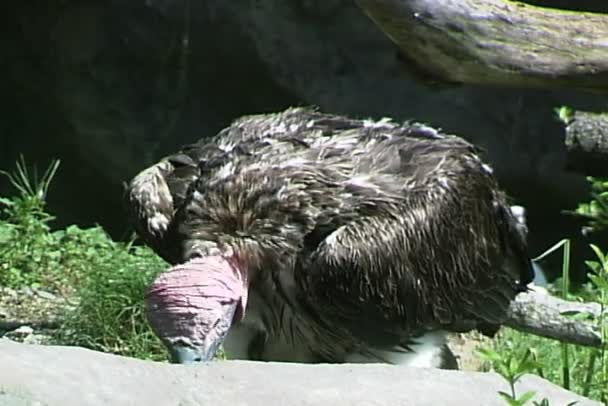 Wild Vulture eating — Stock Video