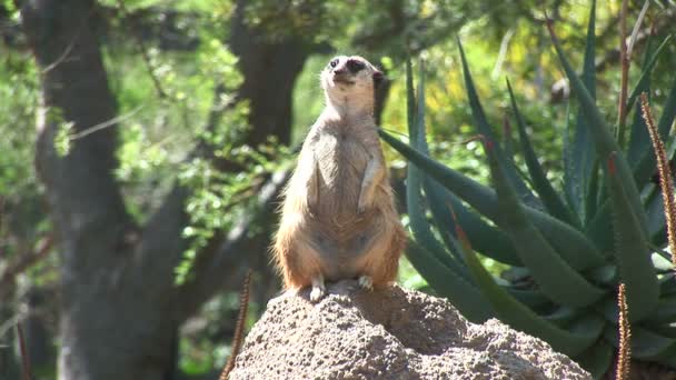 Meerkat drôle sur le rocher dans le zoo 