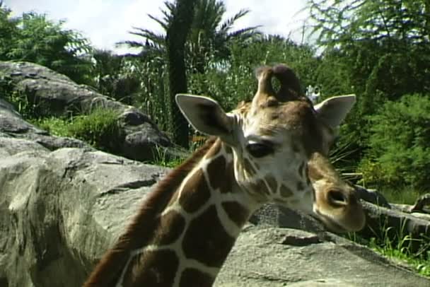 Giraffe schaut sich um — Stockvideo