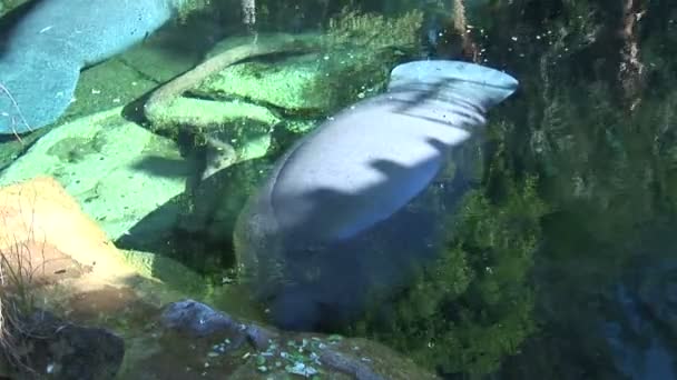 Manatees swimming in water — Stock Video