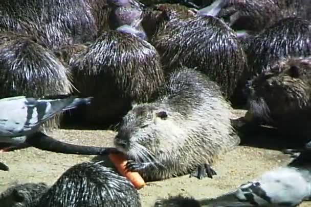 Nutria étkezési sárgarépa — Stock videók