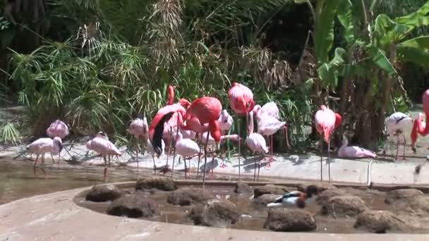 Flamencos en el agua cerca de la costa — Vídeo de stock