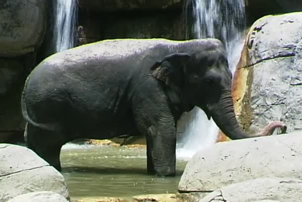 Asian elephant in zoo — Stock Video