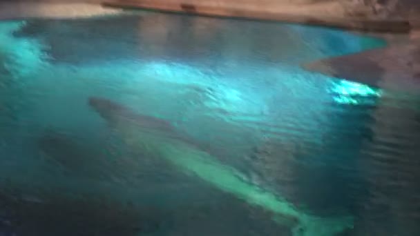 Beluga whale swimming in zoo pool — Stock Video