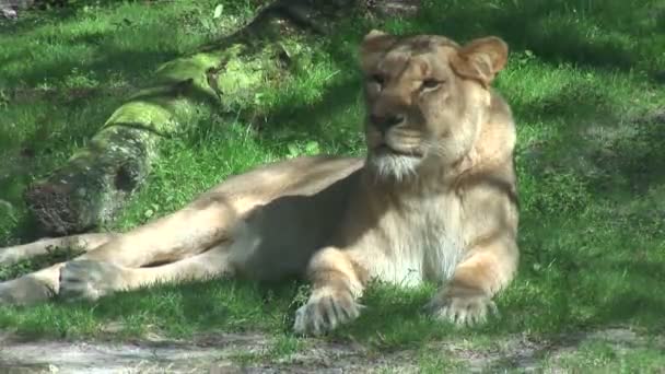 美しいライオネス動物園で横になっています。 — ストック動画