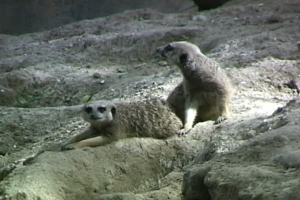 Grappige stokstaartjes op rots in dierentuin — Stockvideo