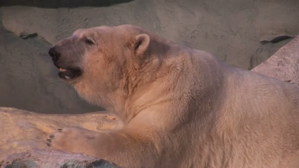 Wild Polar Bear in zoo