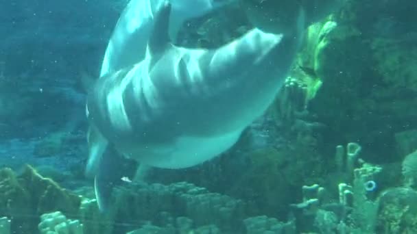 Дельфіни плавання під водою — стокове відео