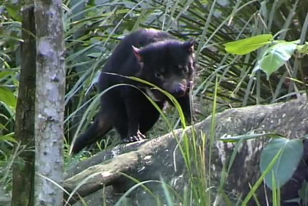 Tazmanian Devil på trädgren — Stockvideo