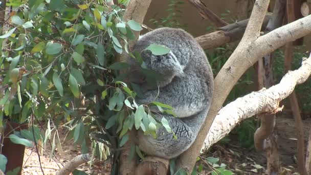 Koala spí na větev stromu — Stock video