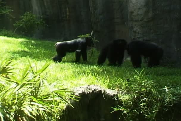 Chimpancé monos jugando — Vídeo de stock