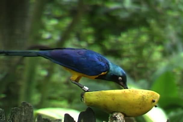 Blauwe vogels eten van papaja — Stockvideo