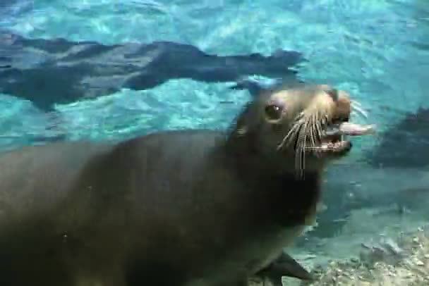 Тюленя на скелі ловля риби — стокове відео