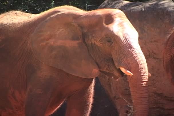 Éléphants d'Afrique dans le zoo 