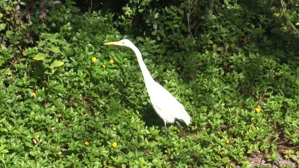 Egret Bird sitting in garden — Stock Video