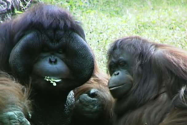 Funny Orangutans in zoo — Stock Video