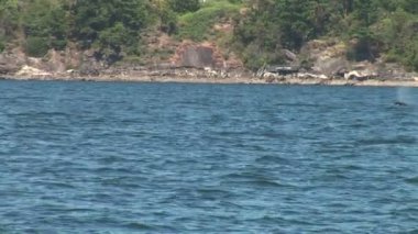 Okyanusta yüzmeye orcas
