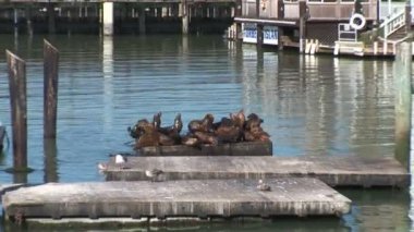 39. rıhtımdaki deniz aslanları.