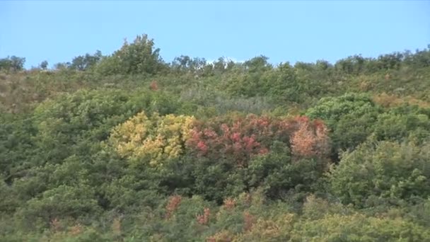 Herbstlicher Bergwald — Stockvideo