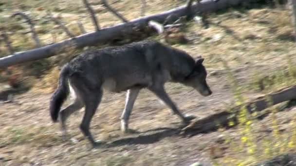 Wilde Wolf in het Nationaal Park Yellowstone — Stockvideo