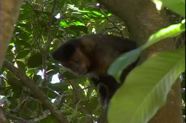 Brown Capuchin maymunu tropikal orman