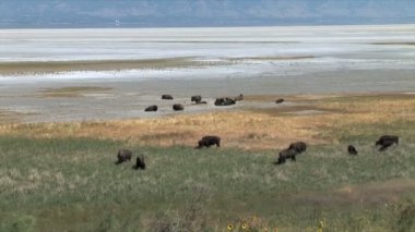 Texas'ın çayır üzerinde otlatma