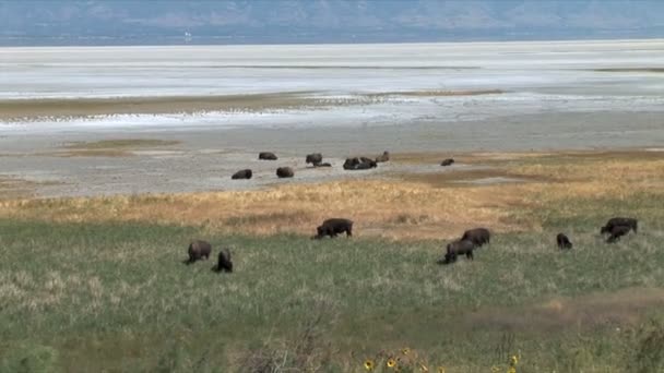 Buffaloes grazing on meadow — Stockvideo
