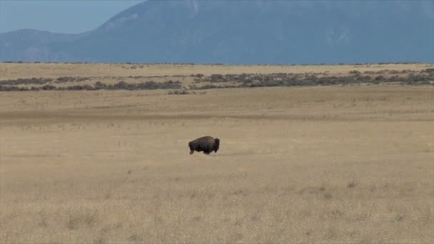 Buffalo grazing on meadow — Stockvideo