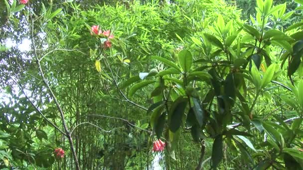 Wasserfall bei Bambusbäumen im Garten — Stockvideo