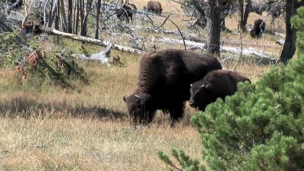 Búfalos pastando no prado — Vídeo de Stock