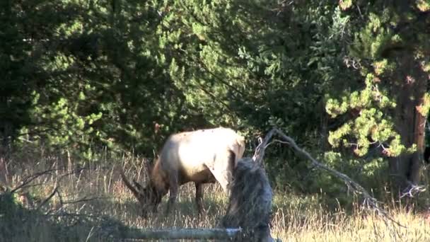 Alces pastan en el prado en el bosque — Vídeo de stock