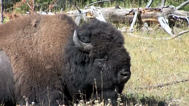 Buffalo grazing on meadow — Αρχείο Βίντεο