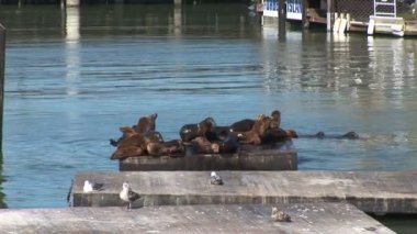 39. rıhtımdaki deniz aslanları.