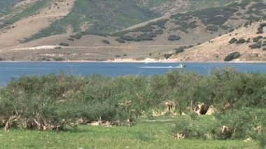 Geyik Creek baraj ve rezervuar