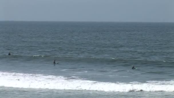 Surfistas nadando no oceano — Vídeo de Stock