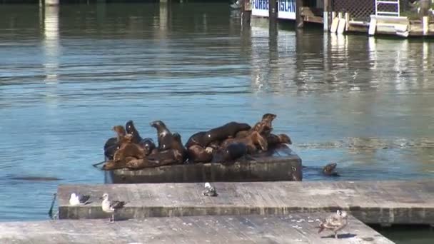 Sea Lions at Pier 39 — Stock Video