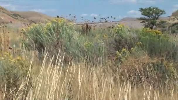 Blommor på ängen i Utah — Stockvideo