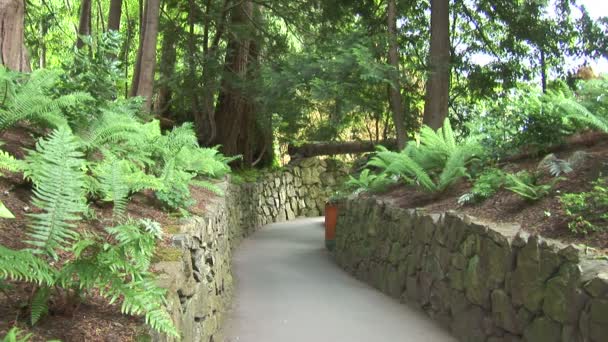 Path in Forest di Kanada — Stok Video