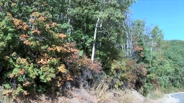 Осенние деревья рядом с дорогой — стоковое видео