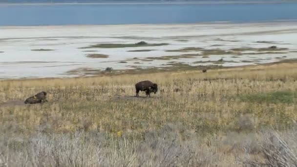 Bisons pâturant sur la prairie — Video