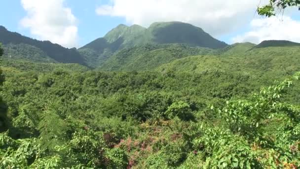 Bosque tropical en isla caribeña — Vídeo de stock