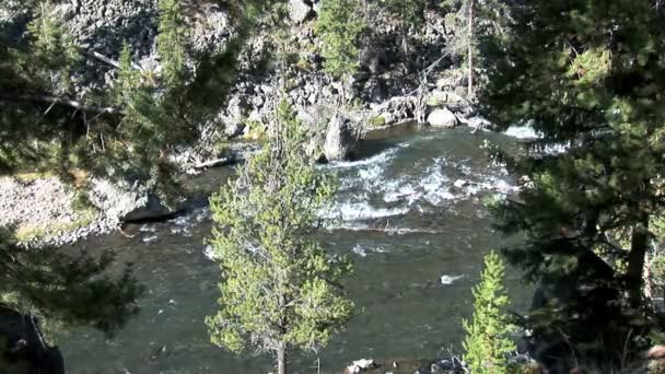 Bergbeek in Yellowstone National Park — Stockvideo