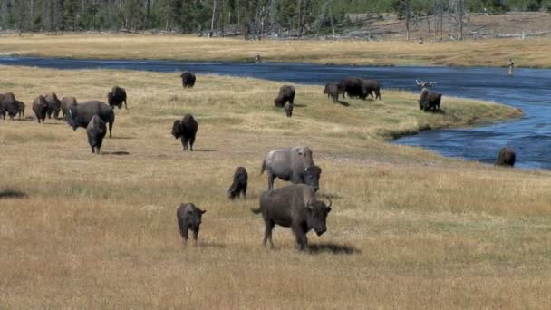 Troupeau de buffles par rivière — Video