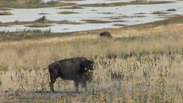 Buffles pâturant sur prairie 