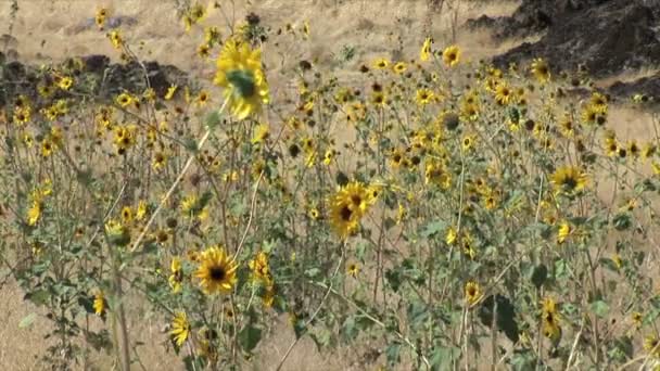 Flower meadow on Antelope Island — Αρχείο Βίντεο