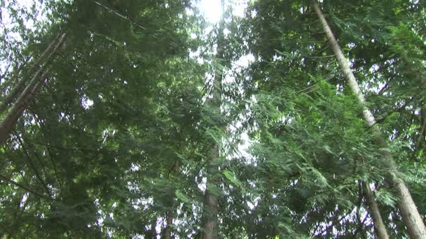 Canopy forestal en la ciudad de Victoria — Vídeo de stock